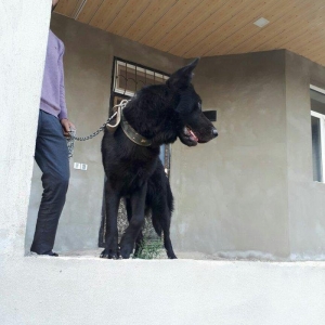 yevrapeyka 1illiydi dil bilir. erkeydi .iyneleri vurub tam saglamdir r