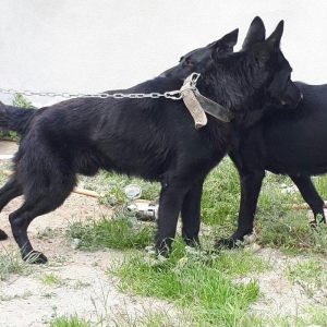 yevrapeyka 1illiydi dil bilir. erkeydi .iyneleri vurub tam saglamdir r