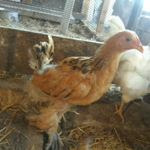 2 ayliq brama cuceleri satilir temiz qan buf bramalar butun vaksinleri