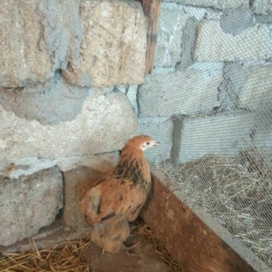 2 ayliq brama cuceleri satilir temiz qan buf bramalar butun vaksinleri