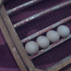 Inkubator ucun yumurta ceviren, 30 toyuq yumurtasi tutur. Olculeri