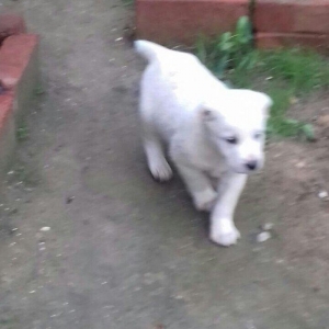 salam aģ alabay balaları satiram wekiller realdi natura temiz balalard