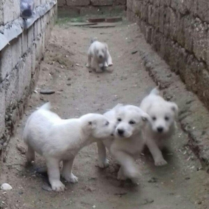 salam aģ alabay balaları satiram wekiller realdi natura temiz balalard