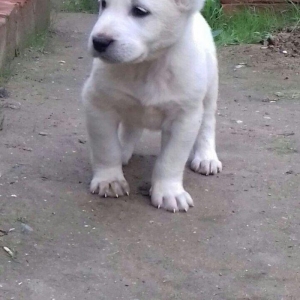 salam aģ alabay balaları satiram wekiller realdi natura temiz balalard