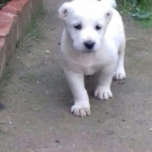 salam aģ alabay balaları satiram wekiller realdi natura temiz balalard