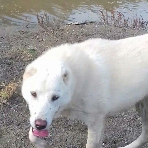 Salam Temiz Natura Aģ Alabay Balası Satiram Wekil realdi maraqlanan we