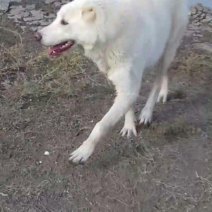 Salam Temiz Natura Aģ Alabay Balası Satiram Wekil realdi maraqlanan we