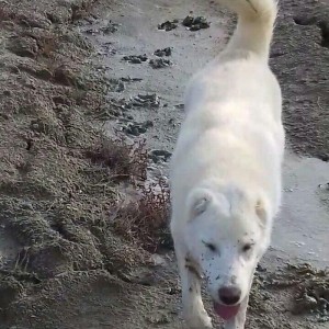 Salam Temiz Natura Aģ Alabay Balası Satiram Wekil realdi maraqlanan we