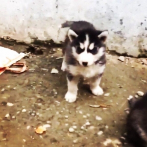 Temiz xaski balası satılır 46 günlük 1 erkek qalıb şekildeki baladır a