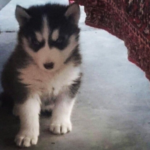 Temiz xaski balası satılır 46 günlük 1 erkek qalıb şekildeki baladır a