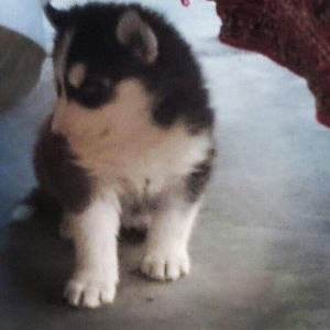 Temiz xaski balası satılır 46 günlük 1 erkek qalıb şekildeki baladır a