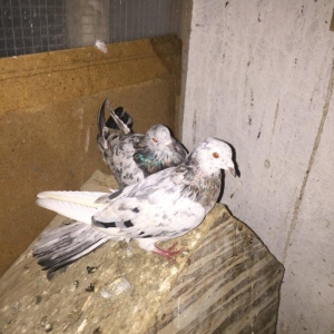 Ebreşler erkek maya xaiş olunur ciddi alıcılar narahat etsin boş bekar