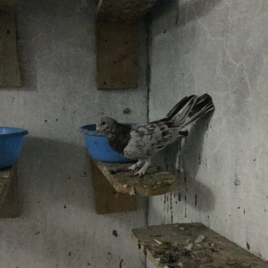 Ebreşler erkek maya xaiş olunur ciddi alıcılar narahat etsin boş bekar