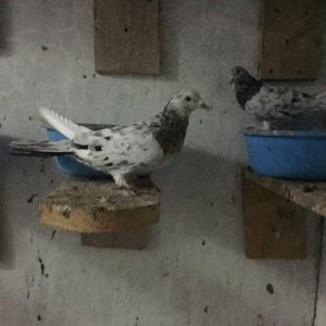 Ebreşler erkek maya xaiş olunur ciddi alıcılar narahat etsin boş bekar