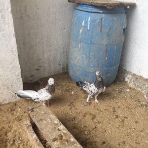 Ebreşler erkek maya xaiş olunur ciddi alıcılar narahat etsin boş bekar