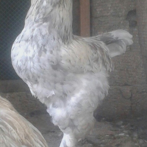 Brama xoruzu bir yası var saglamdı bütün peyvəndləri vurulub  70 azn