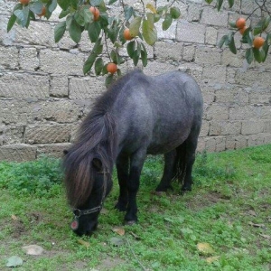 Poni Farabella at satilir dişidi bir qarın doqub mayalı heyvandı.