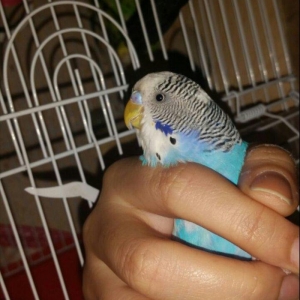 Tecili cox gozel renglere malik qizqin cutluk satilir yuva qururlar sa