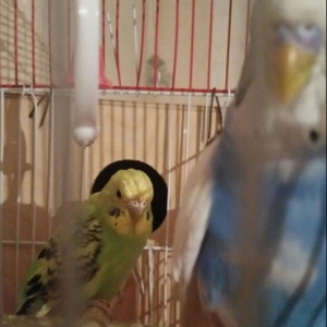 Tecili cox gozel renglere malik qizqin cutluk satilir yuva qururlar sa