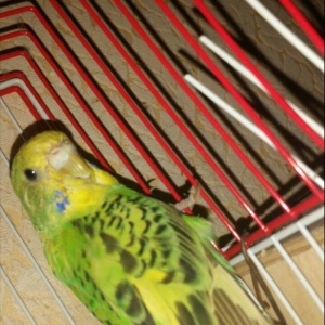 Cox gozel rengelere malik aktiv esasda qizqin valnistiler satilir saql