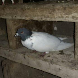 Qarabas qirmizi bas goyercinler satiram qarabas 15e qirmizi bas 10aisd