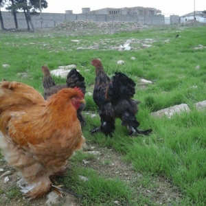 Koken dev xoruz 1 illikdir tam saglamdir alan olsa