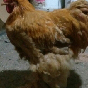 Koken dev xoruz 1 illikdir tam saglamdir alan olsa endirim olacaq.