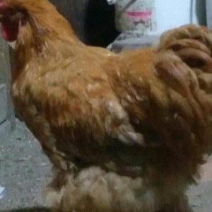 Koken dev xoruz 1 illikdir tam saglamdir alan olsa endirim olacaq.