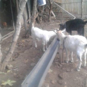 salam  keçiler  boğazdı sanen ve  alpin  cinsidi  (  ağ   çepis
