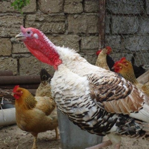 saglam iri sort bazz hind qushu erkekdir,diri