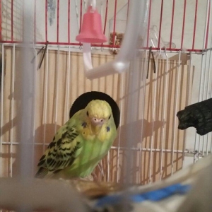 Tecili cox gozel renglere malik cut satilir yuva hazirlayirlar cavan q