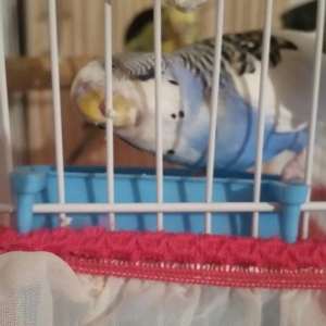 Tecili cox gozel renglere malik cut satilir yuva hazirlayirlar cavan q