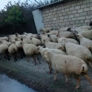 75 baw qoyun satiram, 22i balalidir. Ve qalan heyv