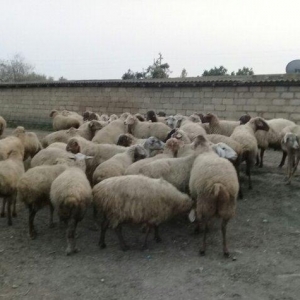 75 baw qoyun satiram, 22i balalidir. Ve qalan heyvan hamsi bogazdir. V
