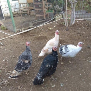 hinduşka 4-dene dişilər ,bir il altı aylıq. b