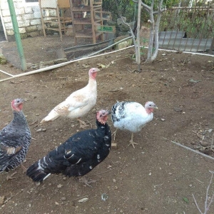 hinduşka 4-dene dişilər ,bir il altı aylıq. birəzdən yumurtalaycaq.  b