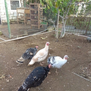 hinduşka 4-dene dişilər ,bir il altı aylıq. birəzdən yumurtalaycaq.  b