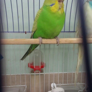 Papuqay satilir. Cox gozel rengi var. Disidir qizg