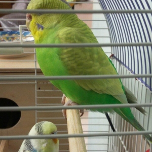 Papuqay satilir. Cox gozel rengi var. Disidir qizgin qusdur. Cute vura