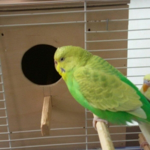 Papuqay satilir. Cox gozel rengi var. Disidir qizgin qusdur. Cute vura