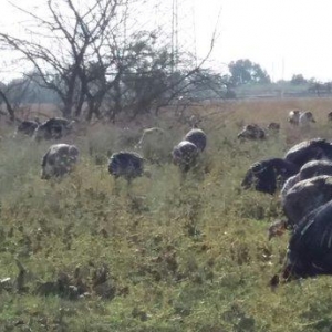 hundusqa satlìr Agcabedi ferma hudusqalari tam tebi saxlanilib otlaq s