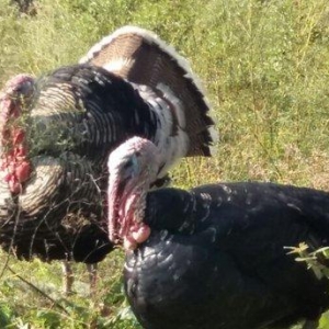 hundusqa satlìr Agcabedi ferma hudusqalari tam tebi saxlanilib otlaq s