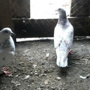 Tam sağlam uçan quslardi coxdu deye azaldiram erkey maya sağlamligina