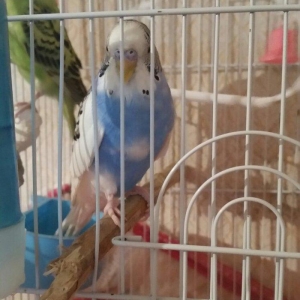 Tecili cox gozel renge malik cavan cutluk satilir saqlamliqlarina cava