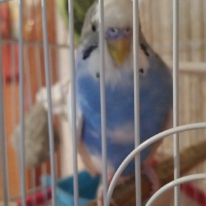 Tecili cox gozel renge malik cavan cutluk satilir saqlamliqlarina cava