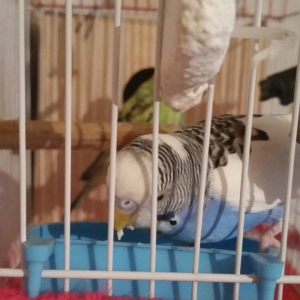 Tecili cox gozel renge malik cavan cutluk satilir erkey yuva qurur qiz