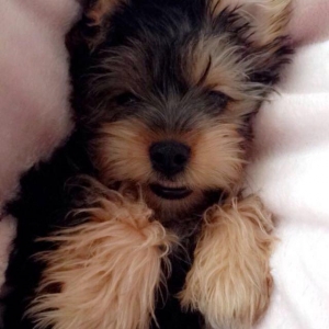 Продаются щенки йоркширского терьера. Очень умные. Приручены к