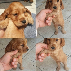 Tam oxuyun melumat tam alin
temiz fransiz iti bala gold koker