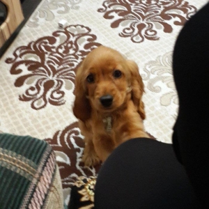 Tam oxuyun melumat tam alin
temiz fransiz iti bala gold koker