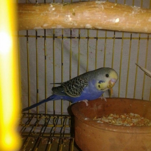 2 aylig cex balalar satilir.biri 30 azn.ana temiz cexdi atasinda donme